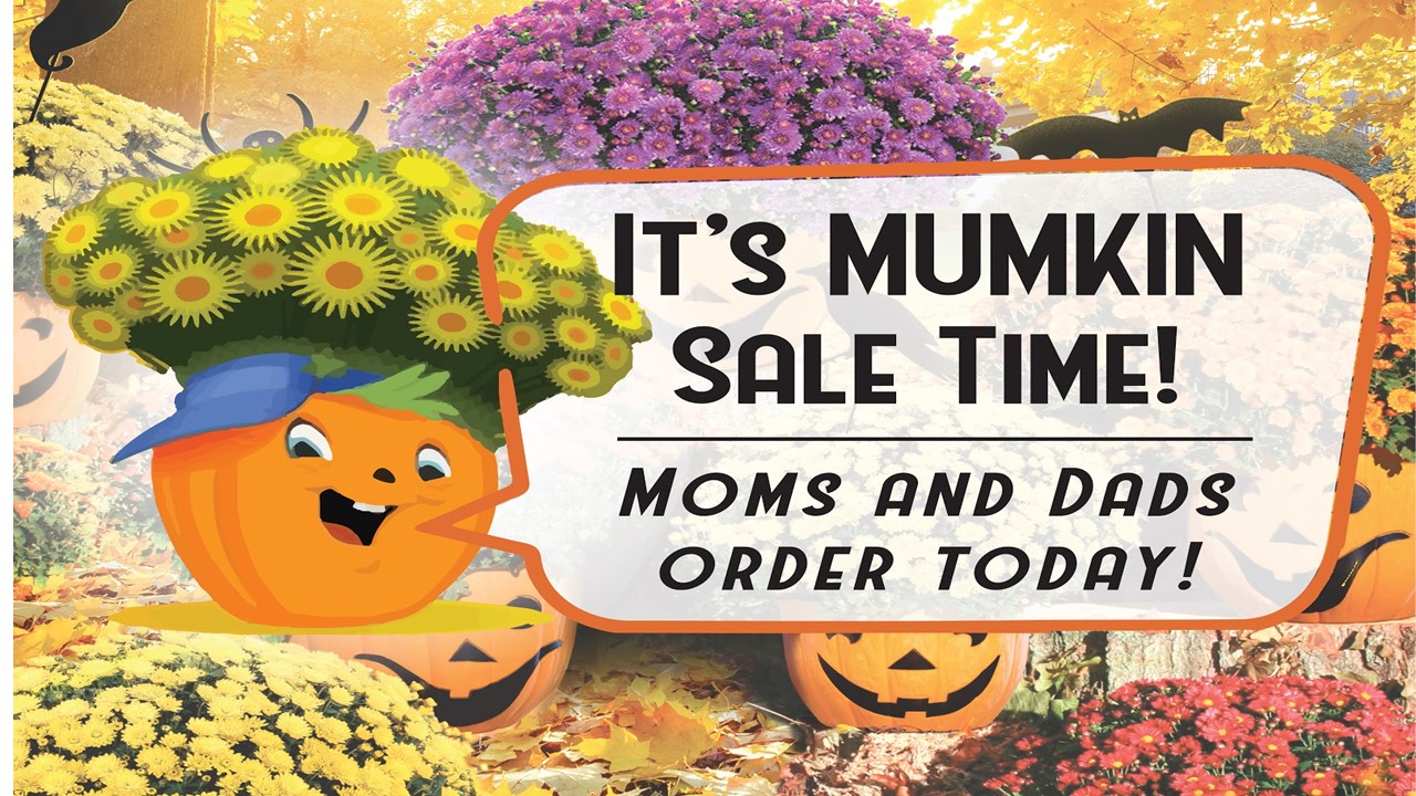 images of mums