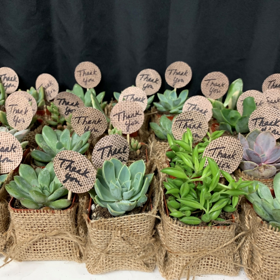 succulents wrapped in burlap